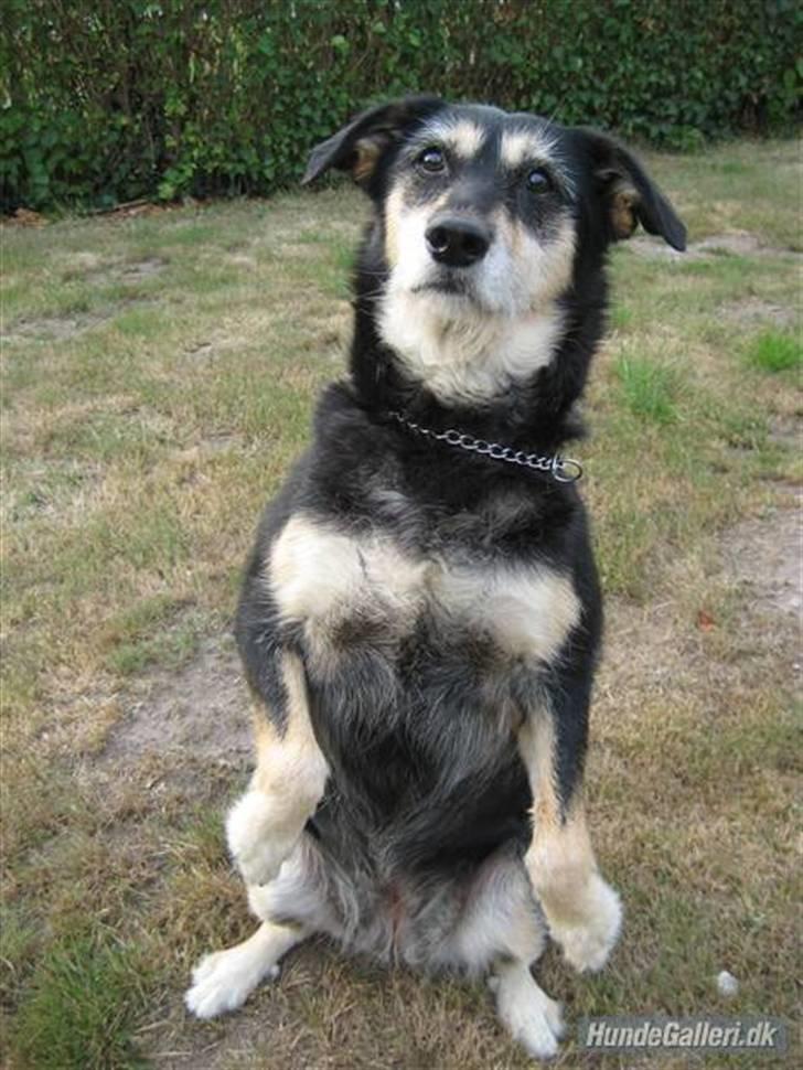 Blanding af racer Jessie billede 6