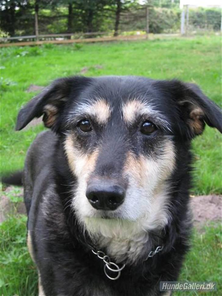 Blanding af racer Jessie billede 7