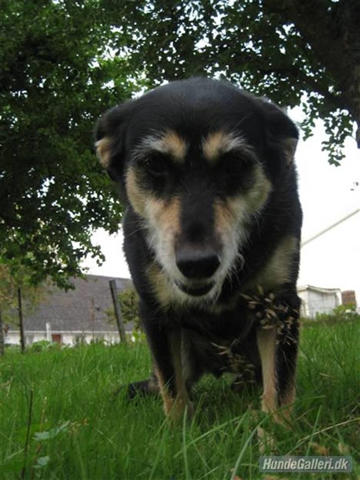 Blanding af racer Jessie billede 8