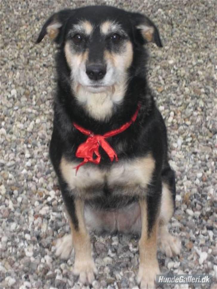 Blanding af racer Jessie billede 9