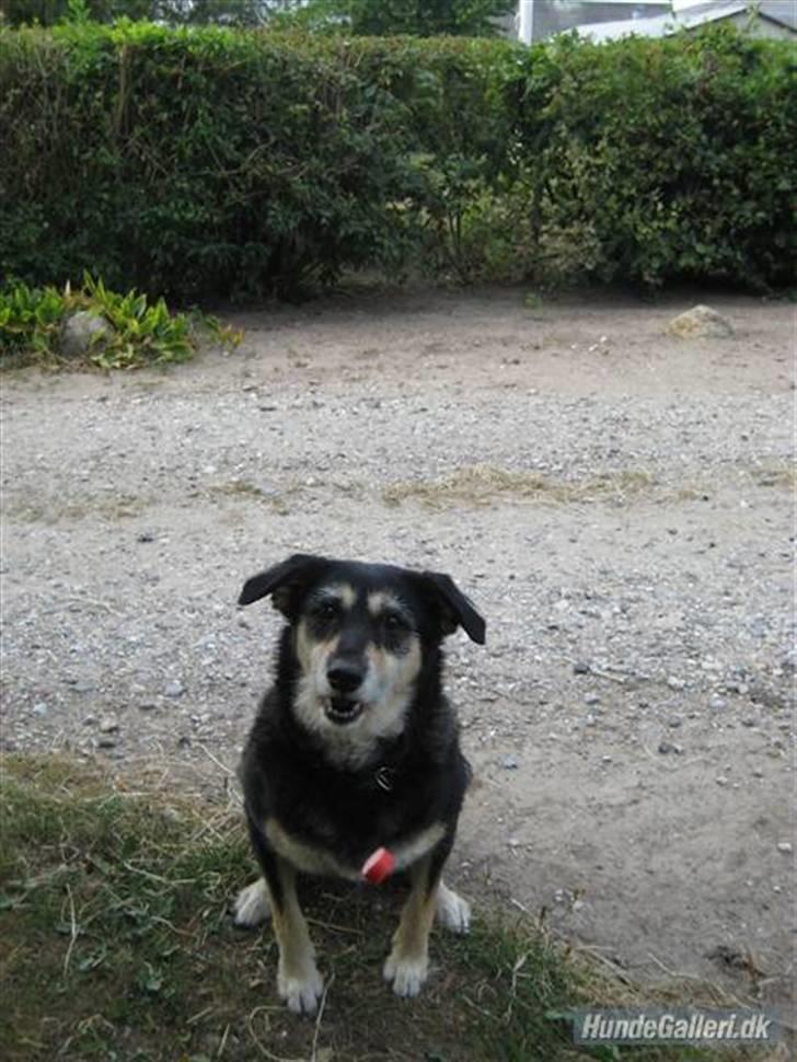 Blanding af racer Jessie billede 10