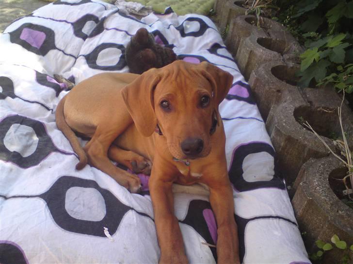 Rhodesian ridgeback Mbwa Mzuri´s Badili billede 2