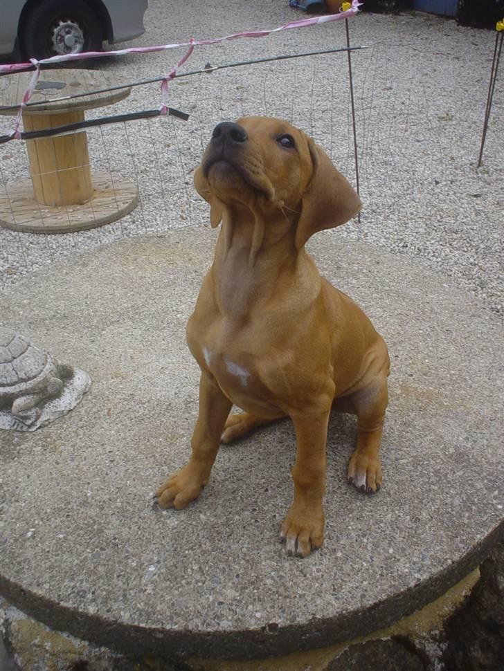 Rhodesian ridgeback Mbwa Mzuri´s Badili billede 3