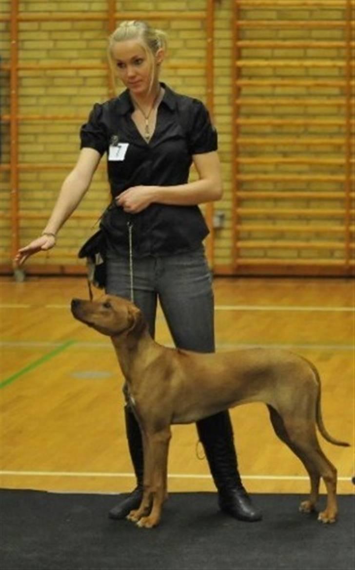 Rhodesian ridgeback Mbwa Mzuri´s Badili billede 4