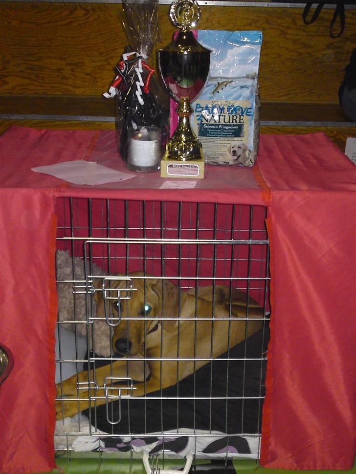 Rhodesian ridgeback Mbwa Mzuri´s Badili billede 5