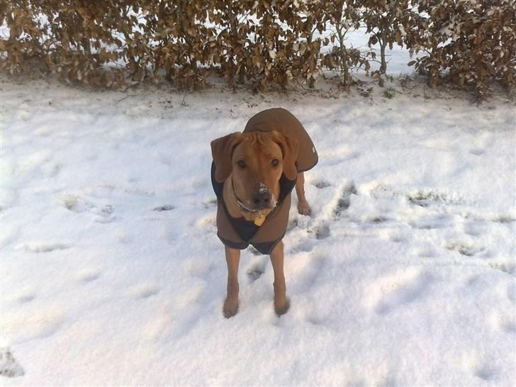 Rhodesian ridgeback Mbwa Mzuri´s Badili billede 6