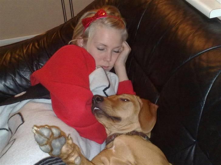 Rhodesian ridgeback Mbwa Mzuri´s Badili billede 7