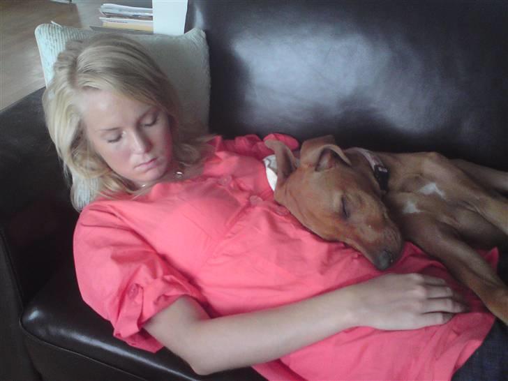 Rhodesian ridgeback Mbwa Mzuri´s Badili billede 8