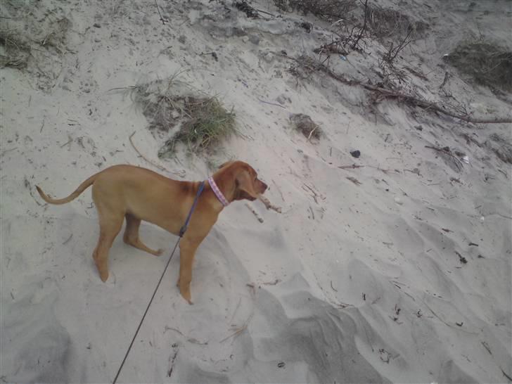 Rhodesian ridgeback Mbwa Mzuri´s Badili billede 9