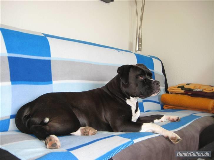 Blanding af racer Rocky - hej og velkommen til min profil billede 1