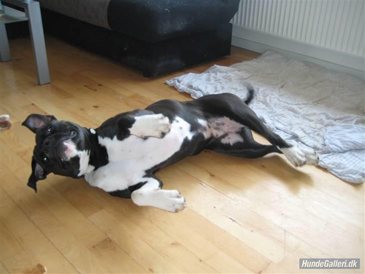 Blanding af racer Rocky billede 2