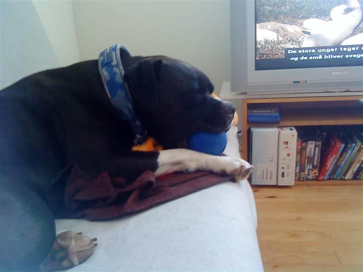 Blanding af racer Rocky - det er hårdt at lege hele tiden  billede 3