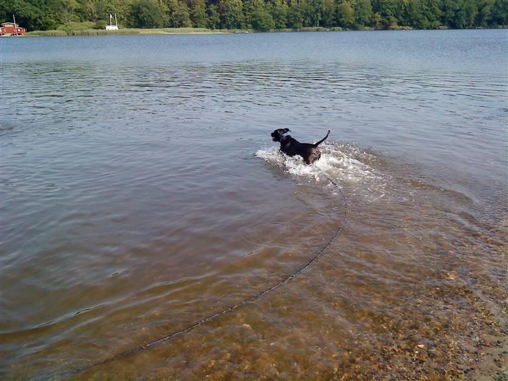 Blanding af racer Rocky billede 4