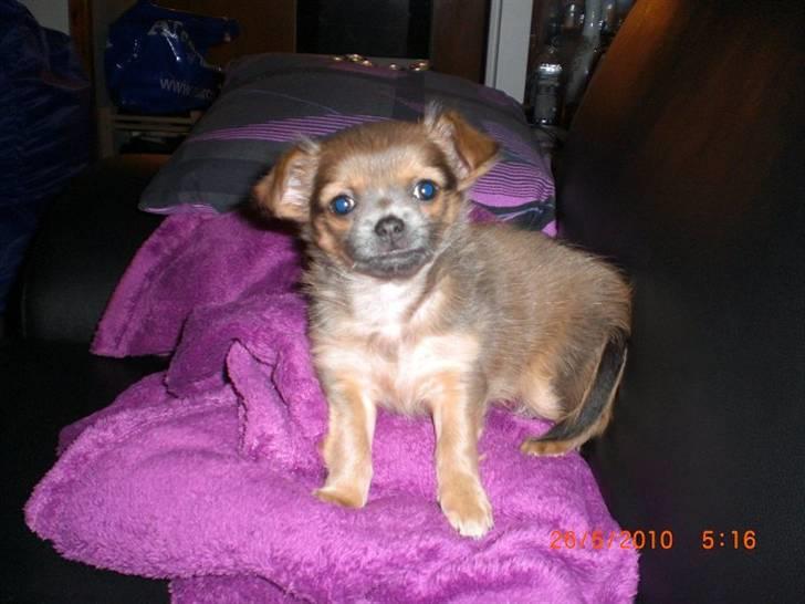 Chihuahua Zacha billede 6