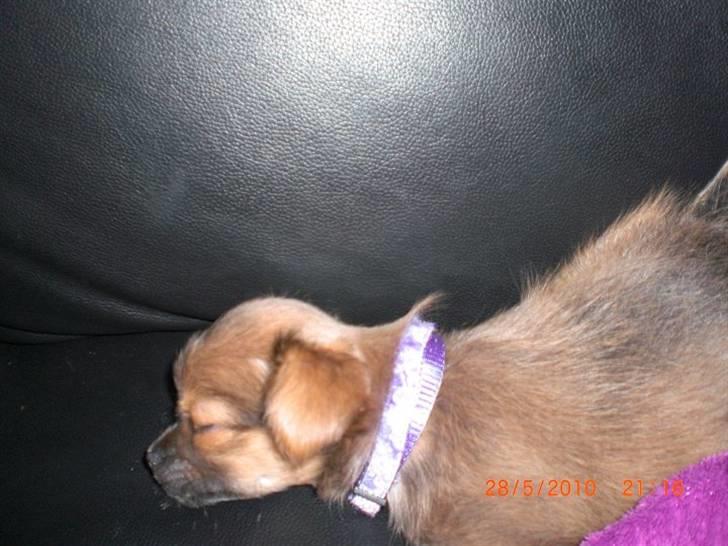 Chihuahua Zacha billede 7