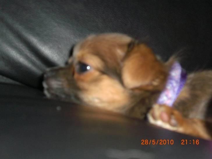 Chihuahua Zacha billede 8