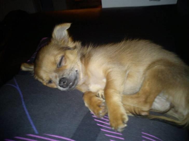 Chihuahua Zacha billede 9