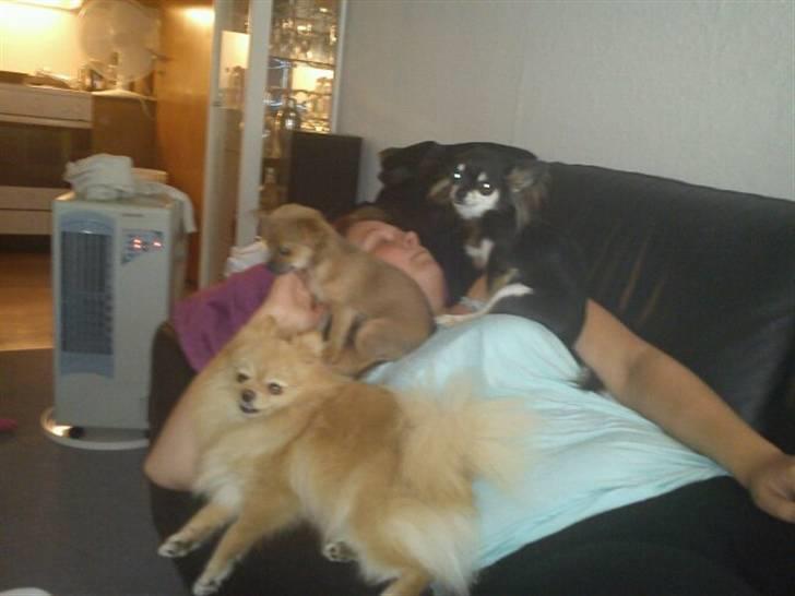 Chihuahua Zacha billede 10