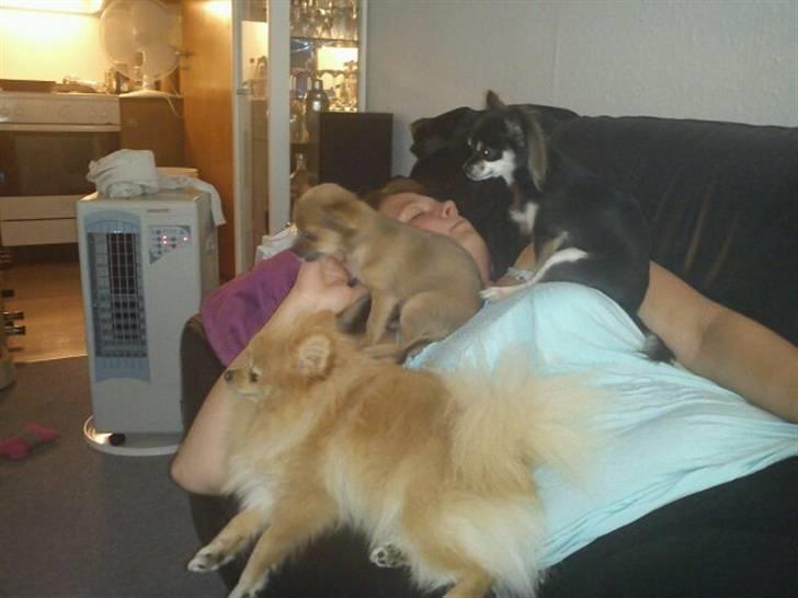 Chihuahua Zacha billede 11