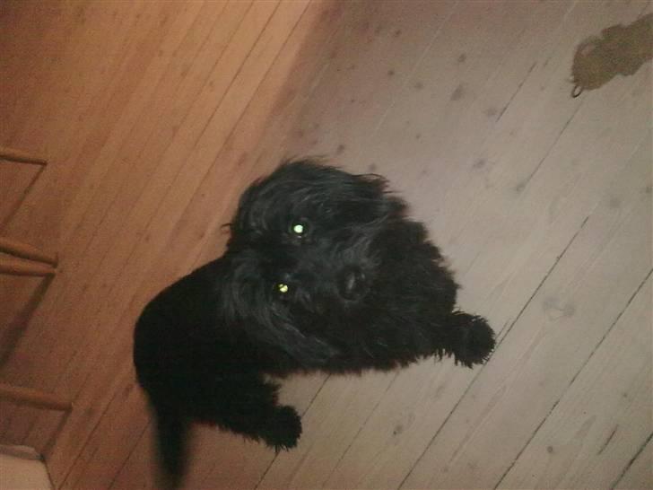 Blanding af racer bimse R.I.P billede 1