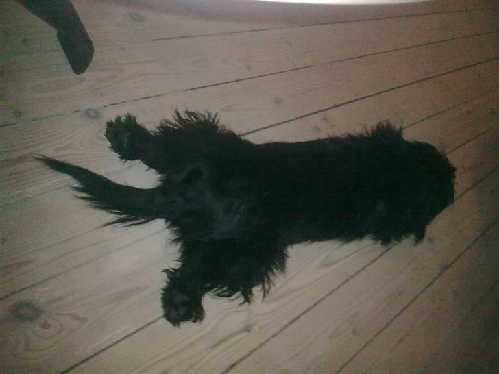 Blanding af racer bimse R.I.P billede 2