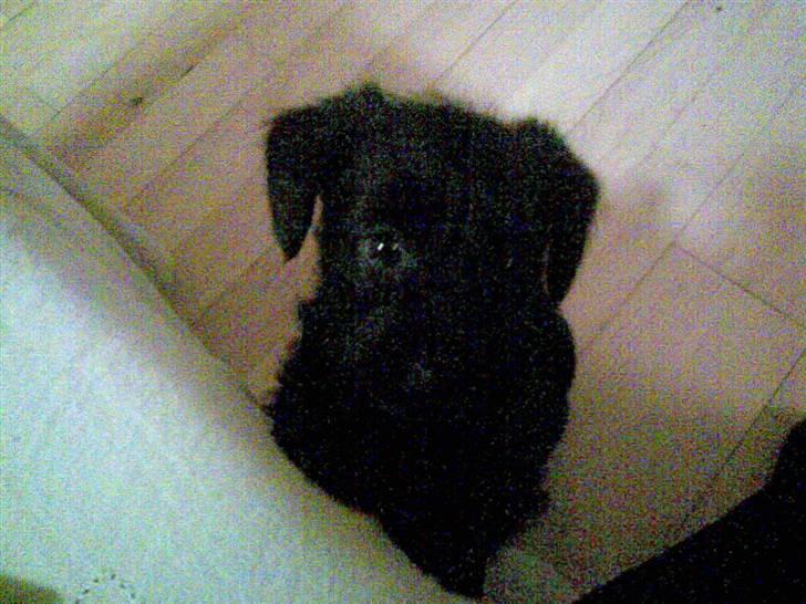 Blanding af racer bimse R.I.P billede 3