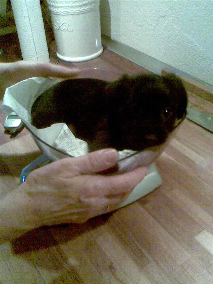 Blanding af racer bimse R.I.P billede 4