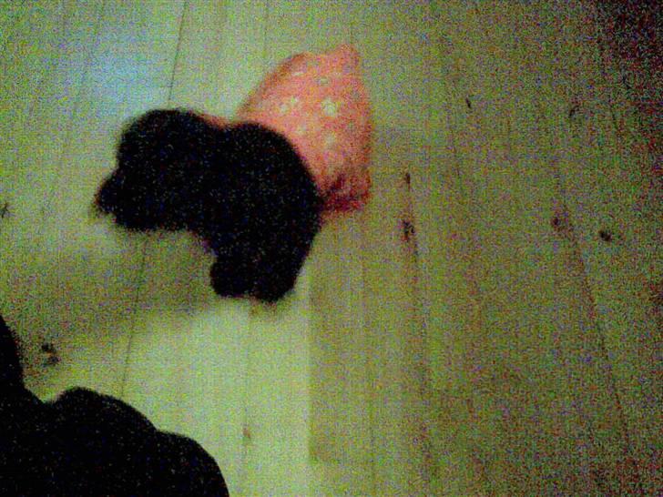 Blanding af racer bimse R.I.P billede 5