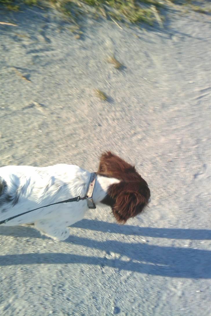 Tysk wachtelhund Niko billede 4