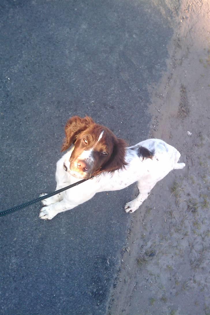 Tysk wachtelhund Niko billede 5