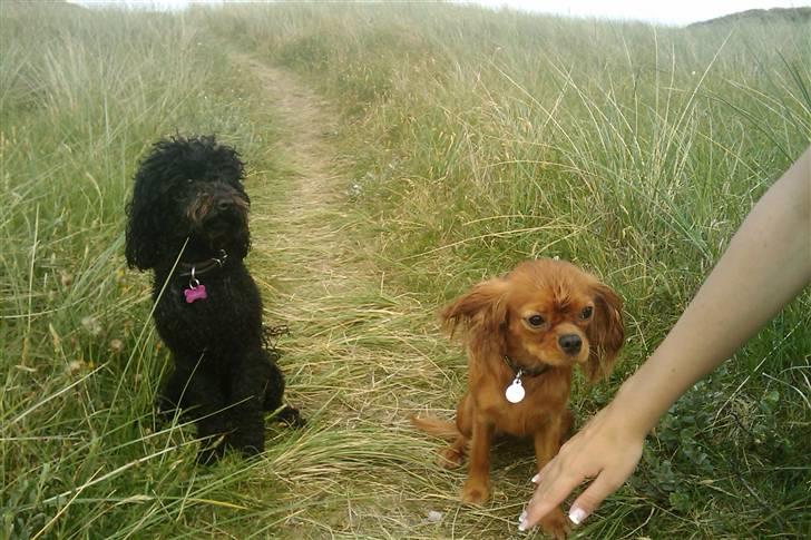 Cavalier king charles spaniel Minnie billede 15