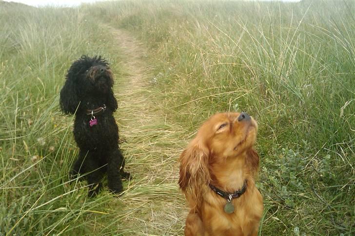 Cavalier king charles spaniel Minnie billede 16