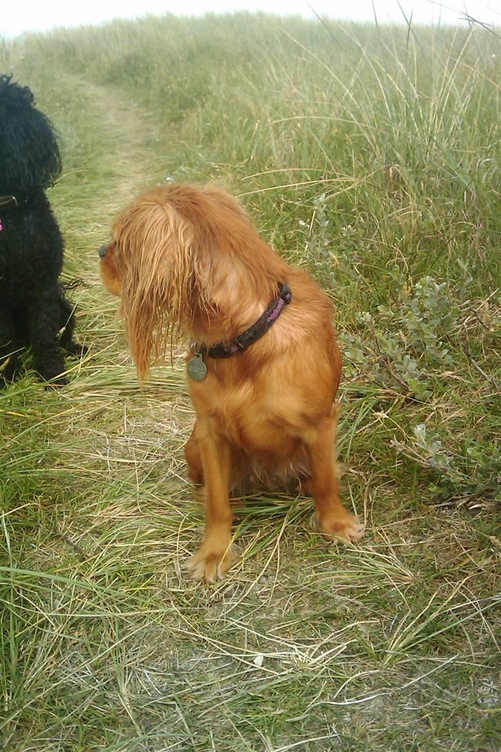 Cavalier king charles spaniel Minnie billede 17