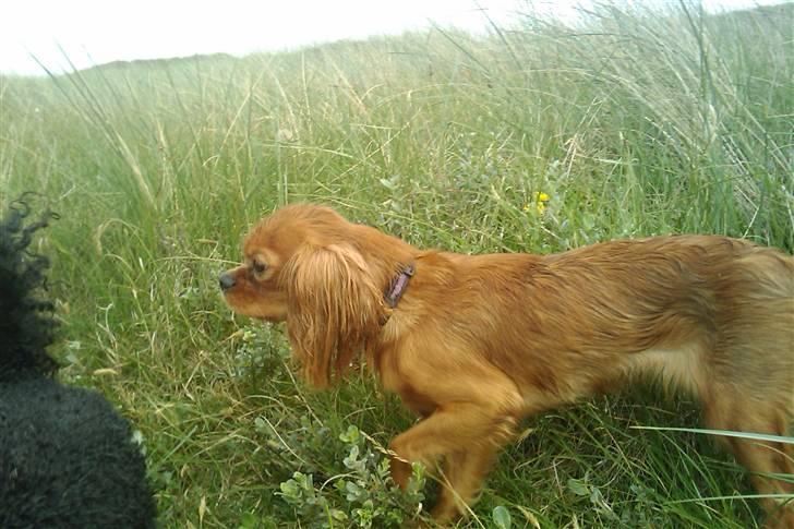 Cavalier king charles spaniel Minnie billede 18