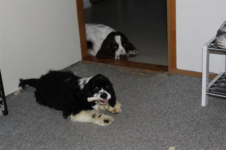 Amerikansk cocker spaniel Galaksi Tonight billede 7