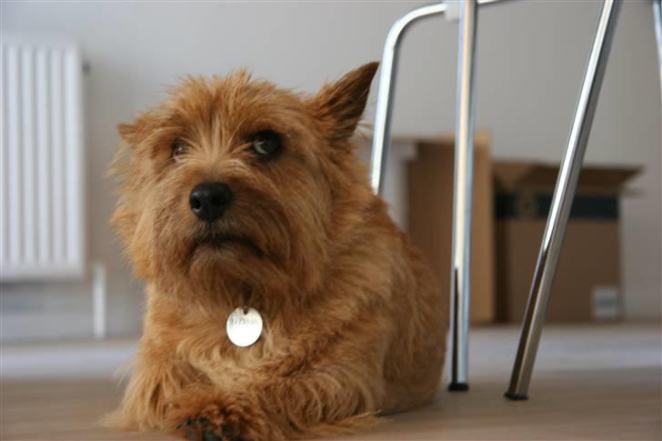 Norwich terrier Marie billede 2