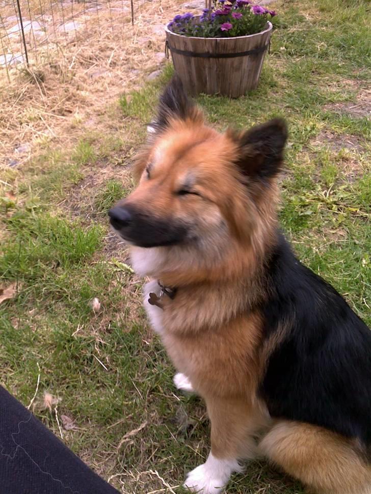 Islandsk fårehund Malou - Når brisen er bedst billede 10