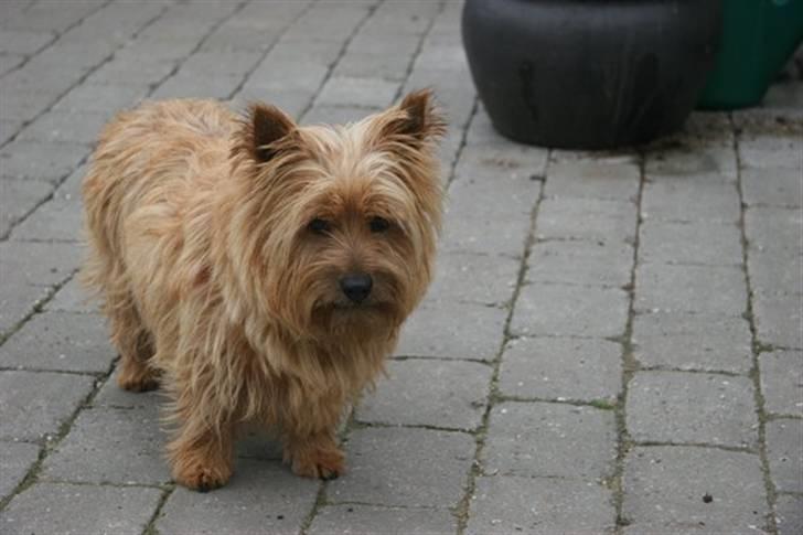 Norwich terrier Marie billede 3
