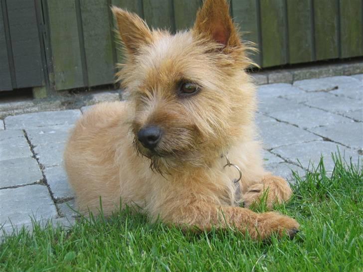 Norwich terrier Marie billede 4