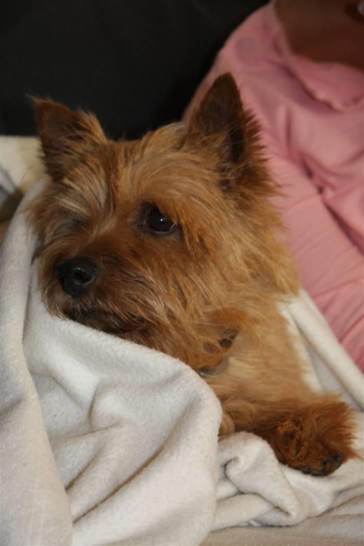 Norwich terrier Marie billede 5