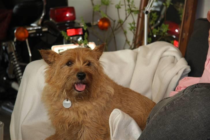 Norwich terrier Marie billede 6