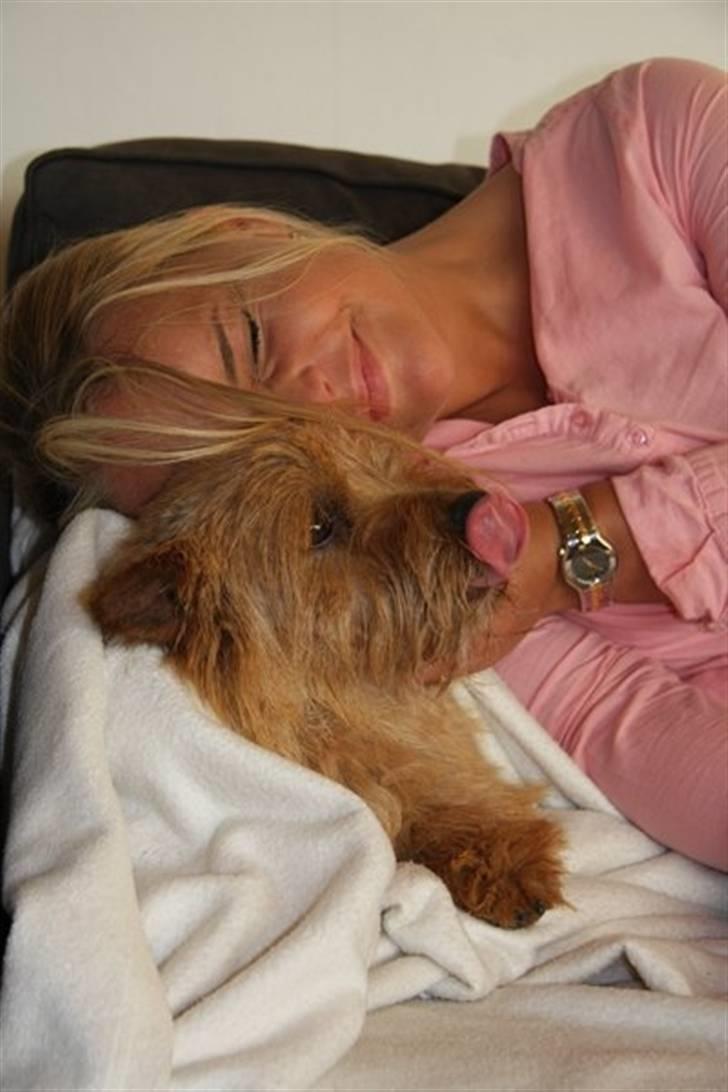 Norwich terrier Marie billede 7