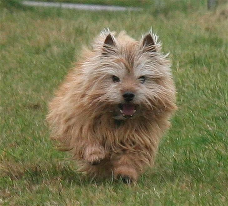 Norwich terrier Anton billede 1