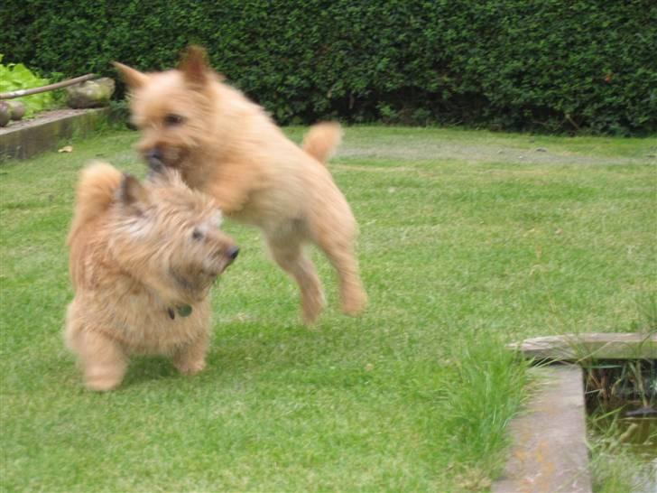 Norwich terrier Anton billede 2