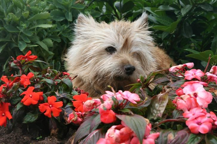 Norwich terrier Anton billede 3