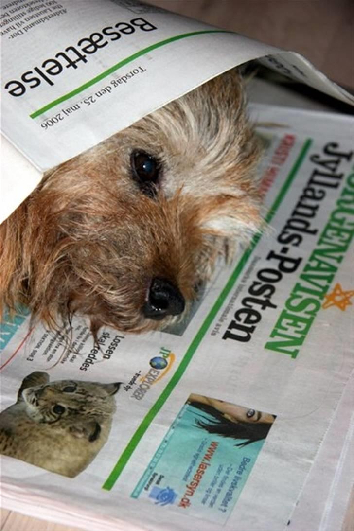 Norwich terrier Anton billede 4