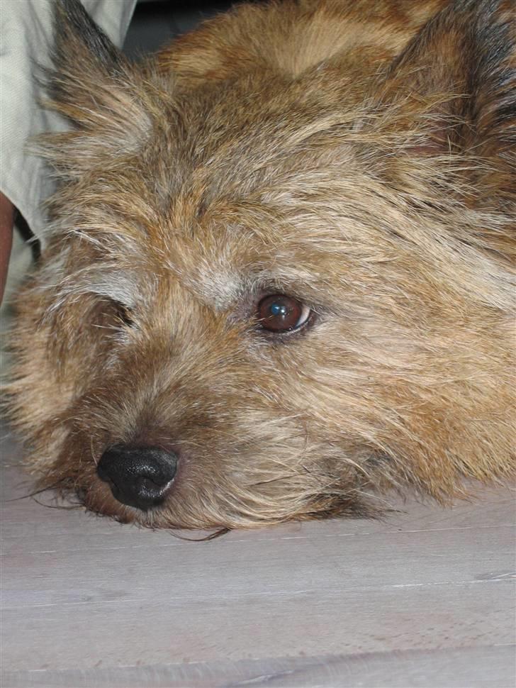 Norwich terrier Anton billede 5