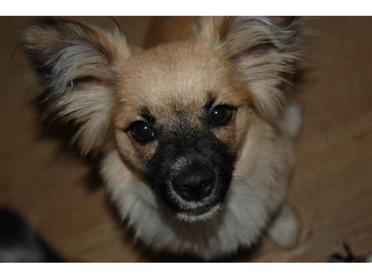 {{currentPhoto.altText}} billede {{currentPhoto.number}}