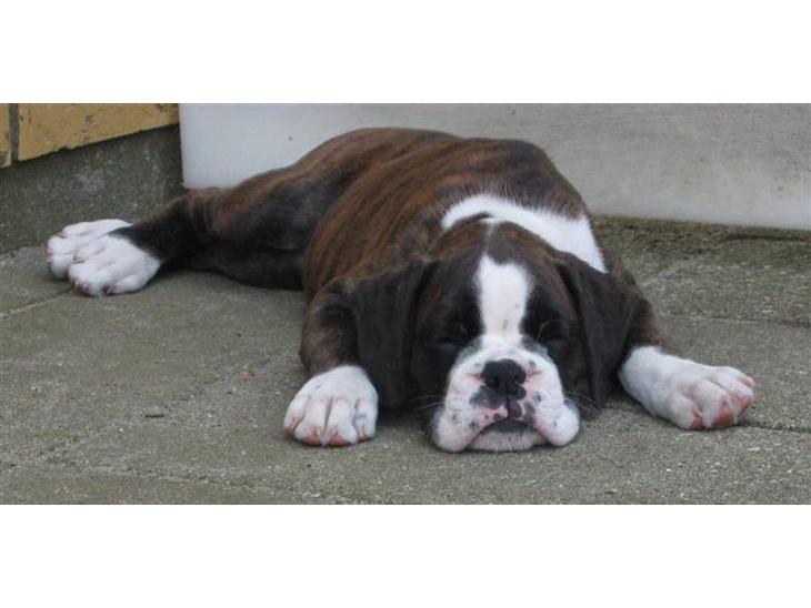 {{currentPhoto.altText}} billede {{currentPhoto.number}}