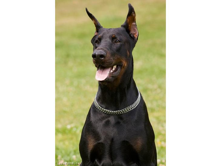 Dobermann R.I.P  Zigga - Er jeg ikke bare sød . billede 1